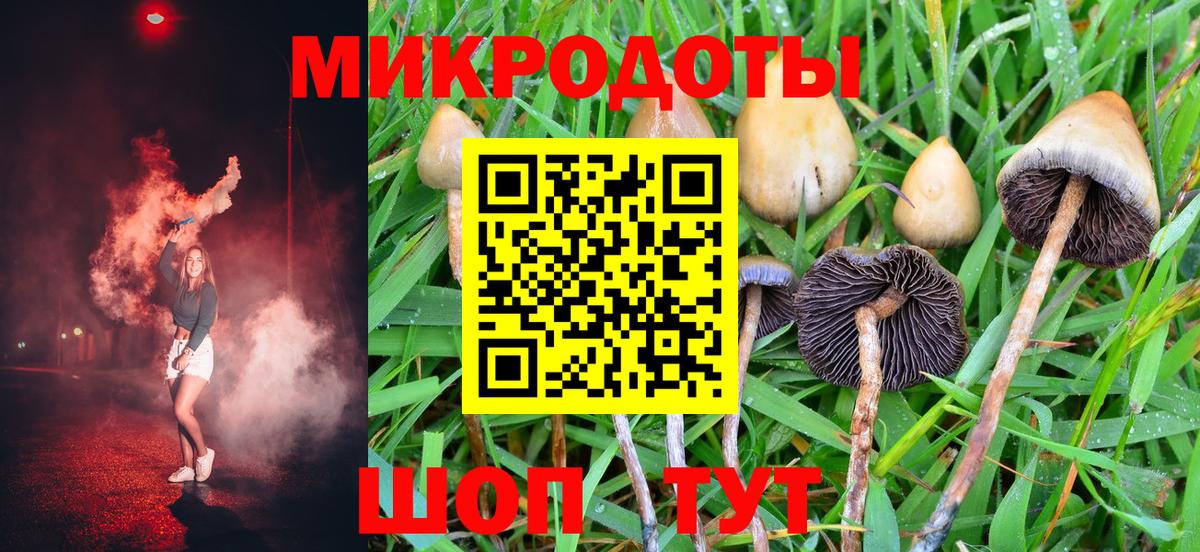 Галлюциногенные грибы Psilocybe Электрогорск